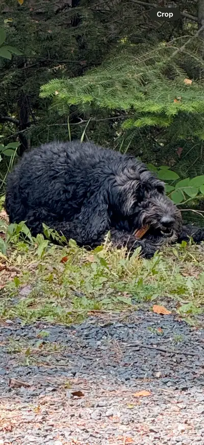 Kona is 8 years young! She is spayed and of course house broken! She loves people and attention. She...