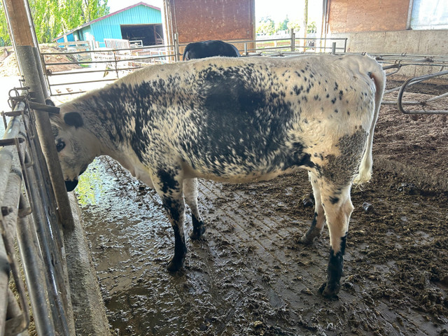 Bred Speckle Park X Heifer in Livestock in Chilliwack - Image 3
