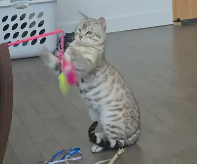 chat bengal male 1 ans non castré , View more