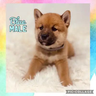 This beautiful litter of purebred Japanese Shiba Inu puppies with champion bloodline will be ready t...