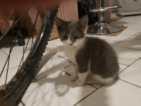 chatons a adopter 40 $chacun