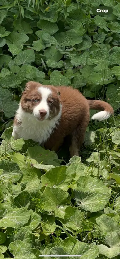Australian Shepherd Border Collie Cross Pup!, View more