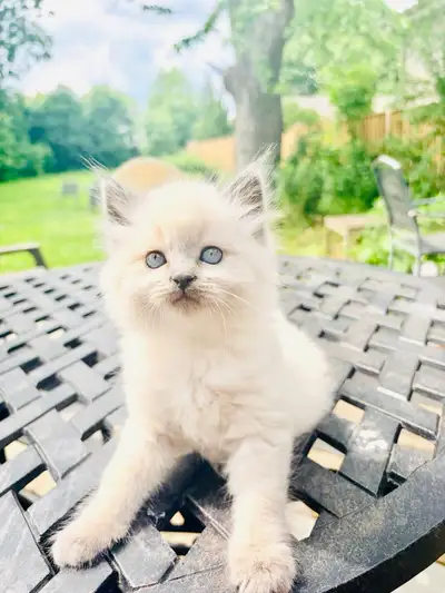 Ragdoll Blue Point Kittens – 3 Little Blue-Eyed Heart Stealers, View more