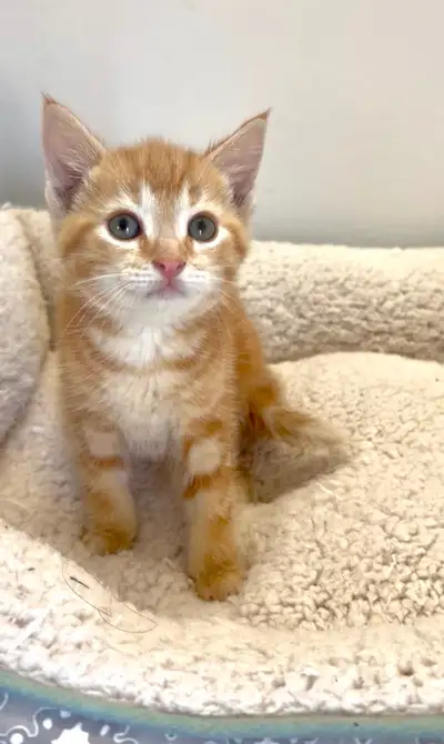 Ginger kitten, View more