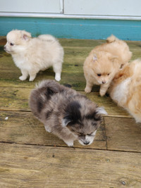 Beautiful purebred Pomeranian puppies