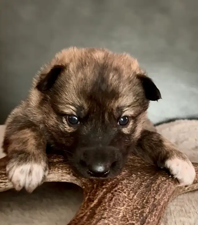 TAMASKAN SHEPHERD PUPS in Dogs & Puppies for Rehoming in Edmonton - Image 8