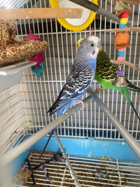 Budgies looking for new home $ 45 