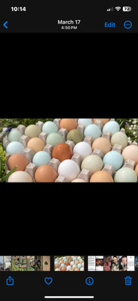 Hatching Eggs Available