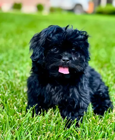 Peekapoo Puppies - Two Left!, View more