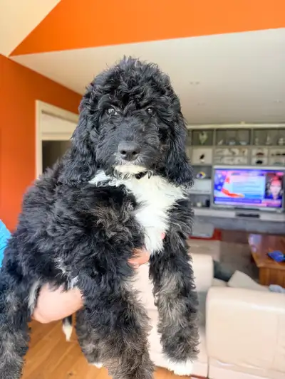 Goldendoodle Puppy  F1B, View more