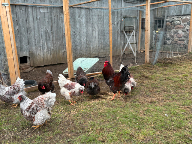 Blue laced red Wyandotte hatching eggs in Livestock in Peterborough - Image 2