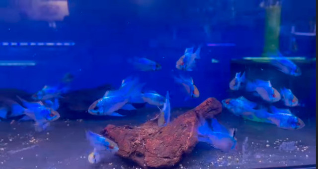 Electric Blue Ram Dwarf Cichlid —  8 LEFT— Electr in Fish for Rehoming in Leamington - Image 2