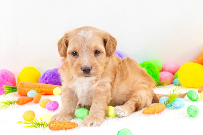 ❤️ Morkie Puppies ❤️ Financing Options Available ❤️