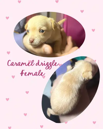 I have three beautiful chihuahua puppies ready for their new homes on April 21st. Not clear as of ye...