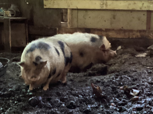 Julian female pigs in Livestock in Sudbury - Image 2