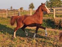 Flashy upper level gelding motivated to move!