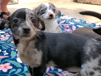 Merle  Chihuahua puppies, View more