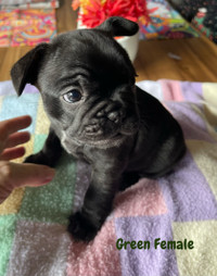 ALL PUPPIES ARE RESERVED!! Only 1 Female available!