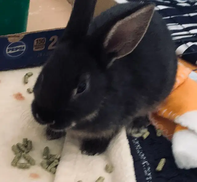 Bunnies in need of forever home❤️ in Small Animals for Rehoming in Mississauga / Peel Region - Image 5