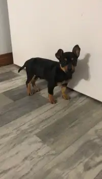  Chihuahua 