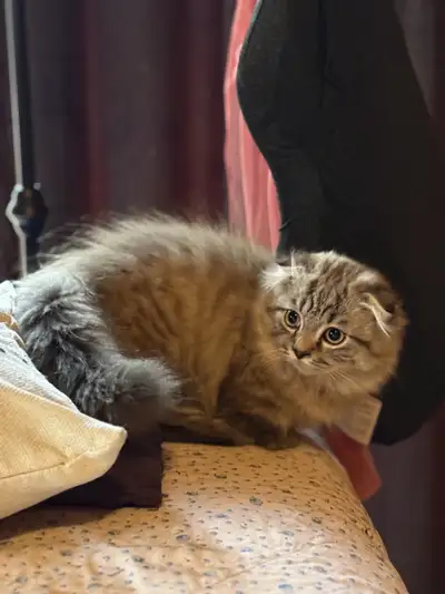 Adorable Munchkin Fold Pattes Courtes !!, View more