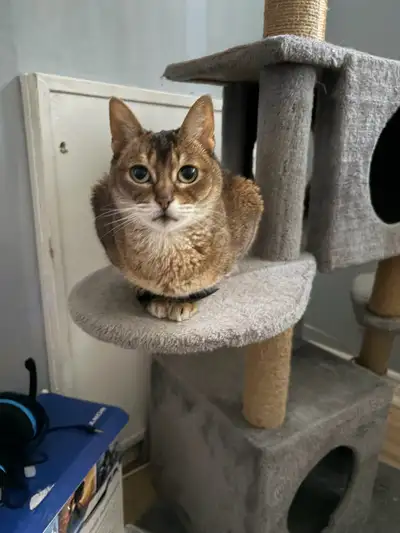 Chat de 6 ans je travaille bcp elle passe son temps seul c est un chatte très affectueuse elle et op...