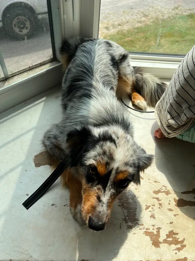 Mini Australian Sheperd520776604231946242
