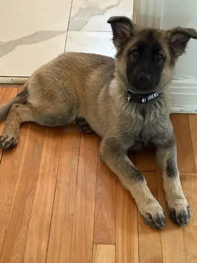 German shepherd puppy, View more