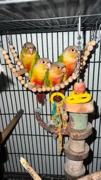 3 months old pineapple conure parrots