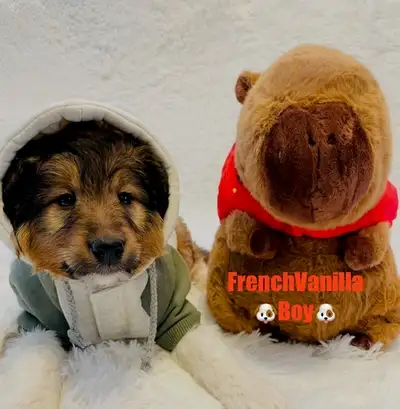 Miniature Aussiedoodle puppies, View more