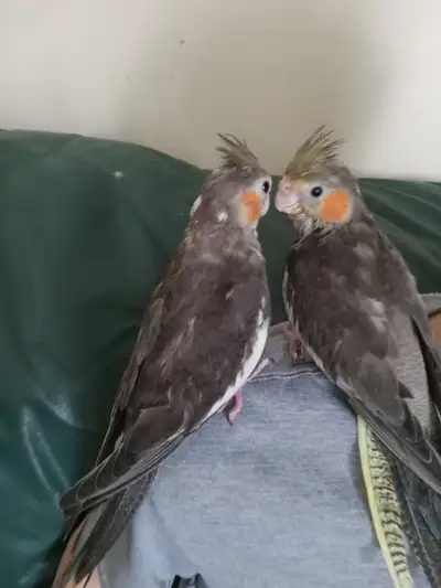 Handfed tamed baby cockatiels, View more