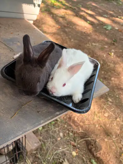 2 Little Bears Bunnies, View more