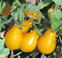 Heirloom Yellow Pear Tomato Seeds..!!