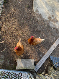 Laying hens