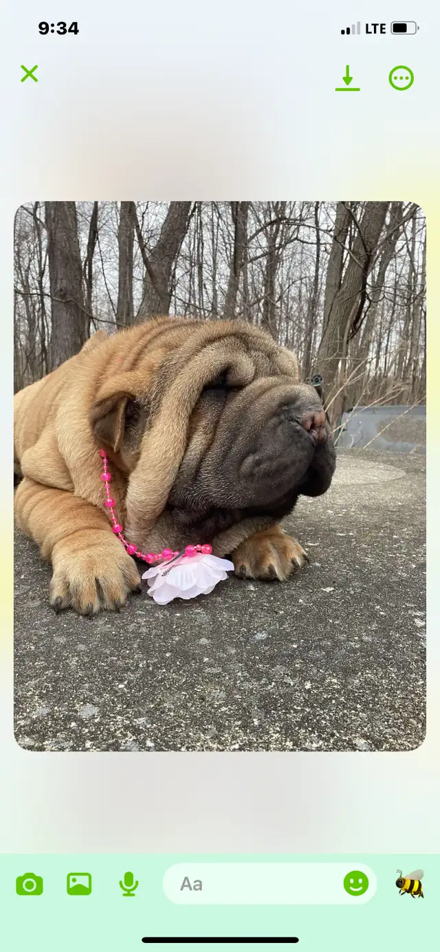 Sharpei in Dogs & Puppies for Rehoming in Longueuil / South Shore - Image 4