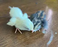Button quail chicks and eggs