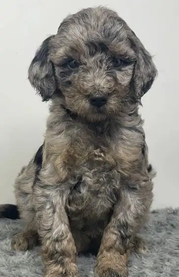 Visit our website for available puppies, more pictures and our puppy application www.tiptopdoodles.c...