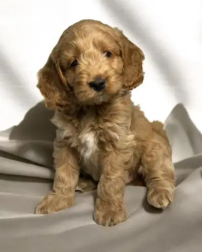 Mini  Cockapoo puppies, View more