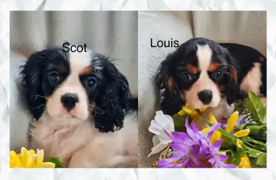 Cavaliers King Charles  enregistrés, View more