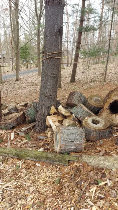 Free firewood, View more
