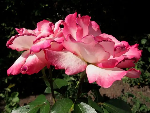 Let's Chat ?65353361799682123