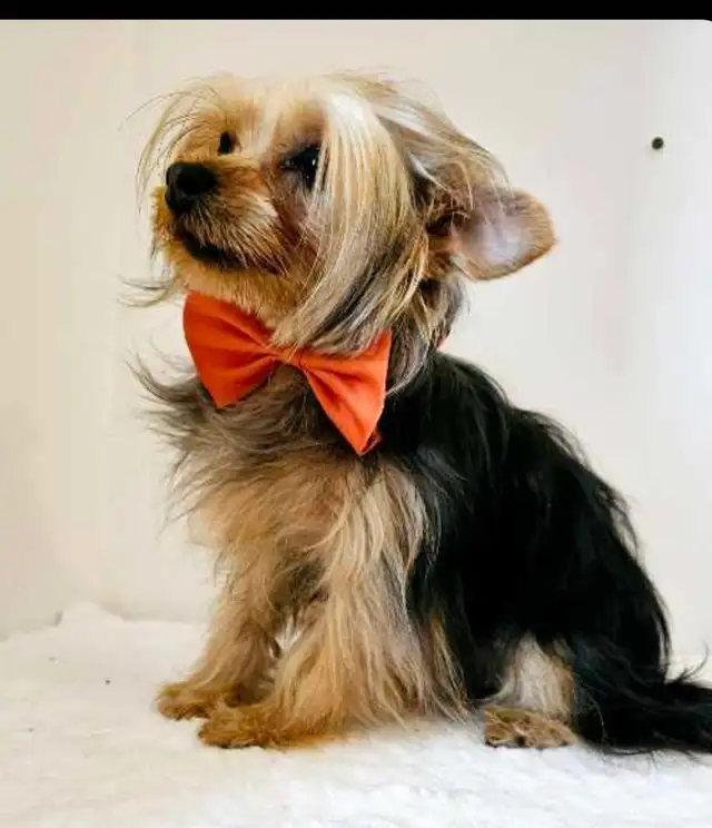 ❤️ WE'RE ALL ON HOLD ❤️ YORKIEPOO PUPPIES ❤️ in Dogs & Puppies for Rehoming in Ottawa - Image 9