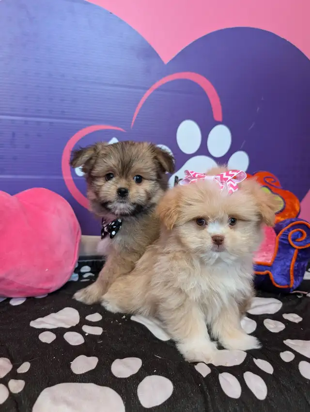 Pomeranian mix shihtzu Pomshis ready July 15 in Dogs & Puppies for Rehoming in City of Toronto - Image 10