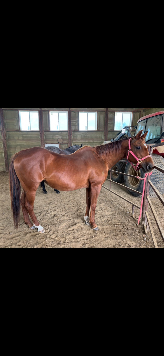 Broke Horse in Horses & Ponies for Rehoming in Calgary