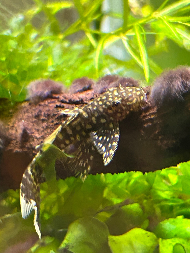 Bristlenose Pleco Juveniles in Fish for Rehoming in Oshawa / Durham Region