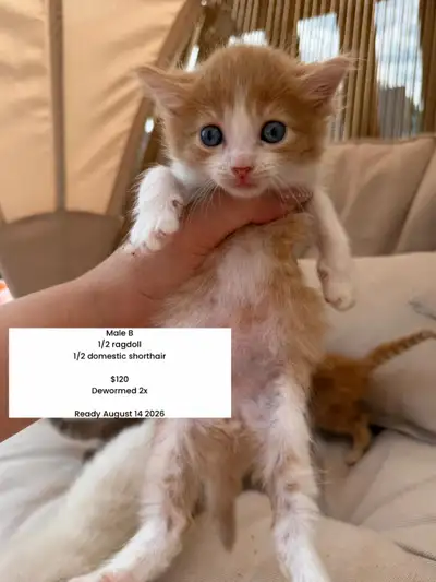Mixed Breed Kittens, View more