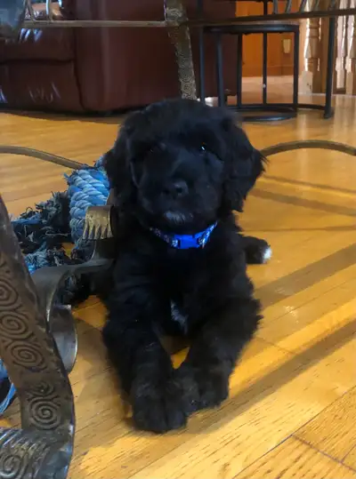 Goldendoodles et Bordoodles F1 Élevage les Doodleries, View more