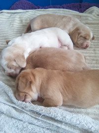 Beautiful Basset Hound Puppies
