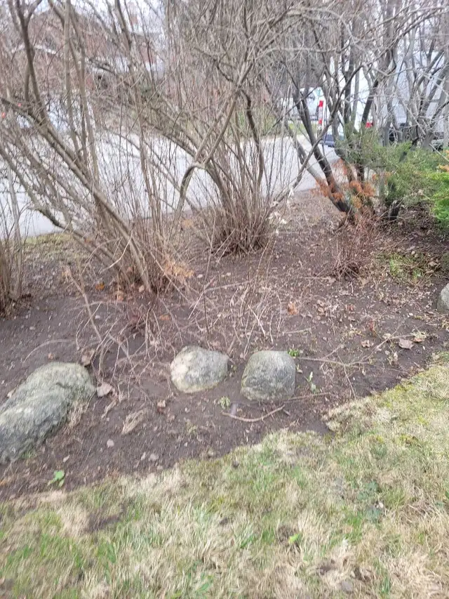 landscaping & lawn maintenance  in Lawn, Tree Maintenance & Eavestrough in City of Toronto - Image 5