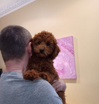 Adorable red small miniature poodle puppies for sale